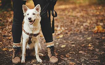 white dog stands between owner's legs