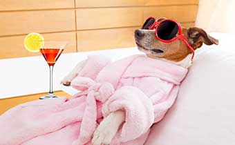 dog is sunglasses and robe laying as if at a spa